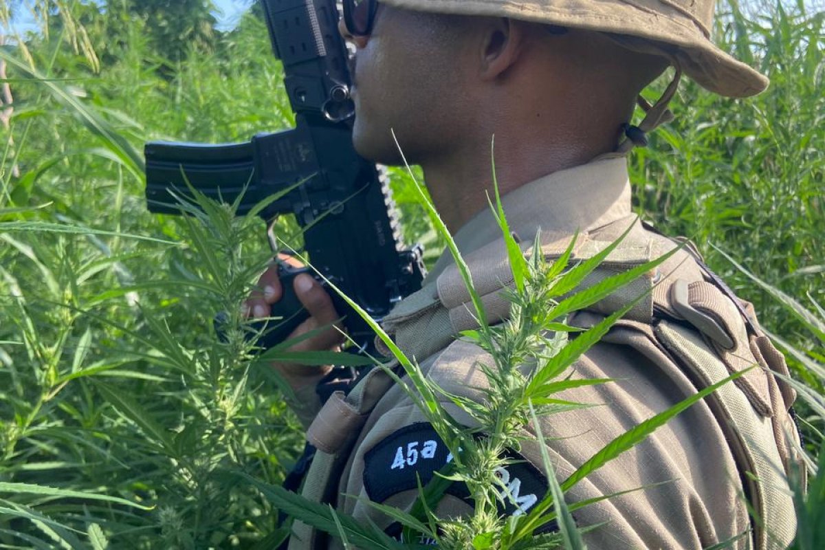 Polícia Militar incinera 32 mil pés de maconha em área rural de Curaçá, no norte da Bahia