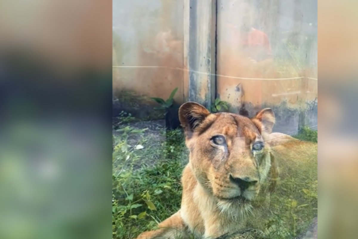 Leoa que matou homem em zoológico de João Pessoa está bem, diz veterinário