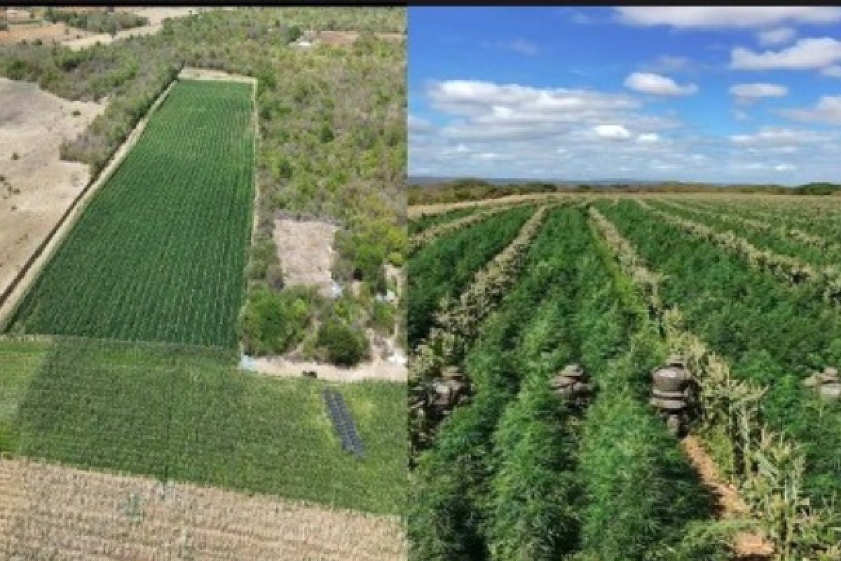 Mais de 200 mil pés de maconha são erradicados pela PM na Bahia