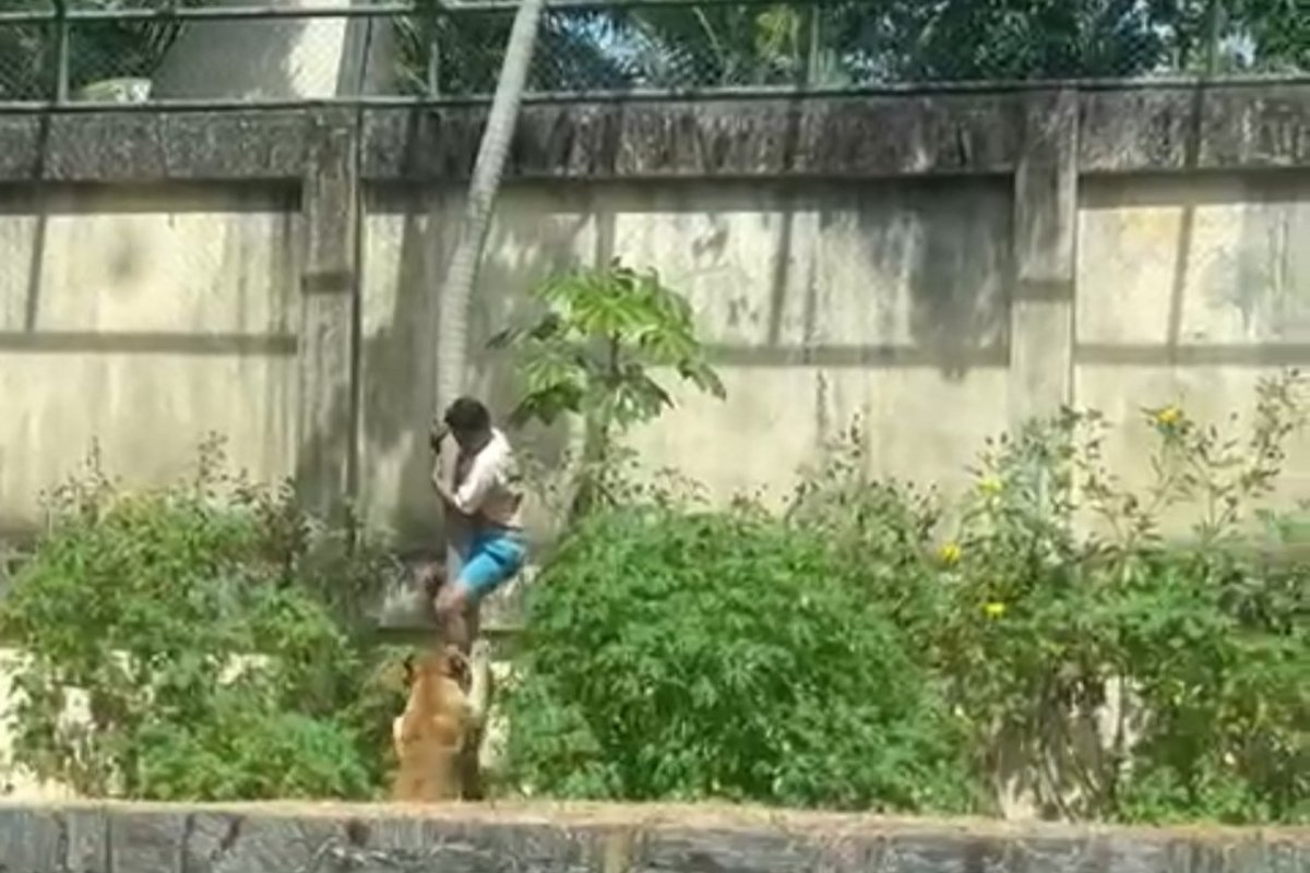 Choque hemorrágico: IML divulga causa da morte de jovem atacado por leoa em zoológico de João Pessoa