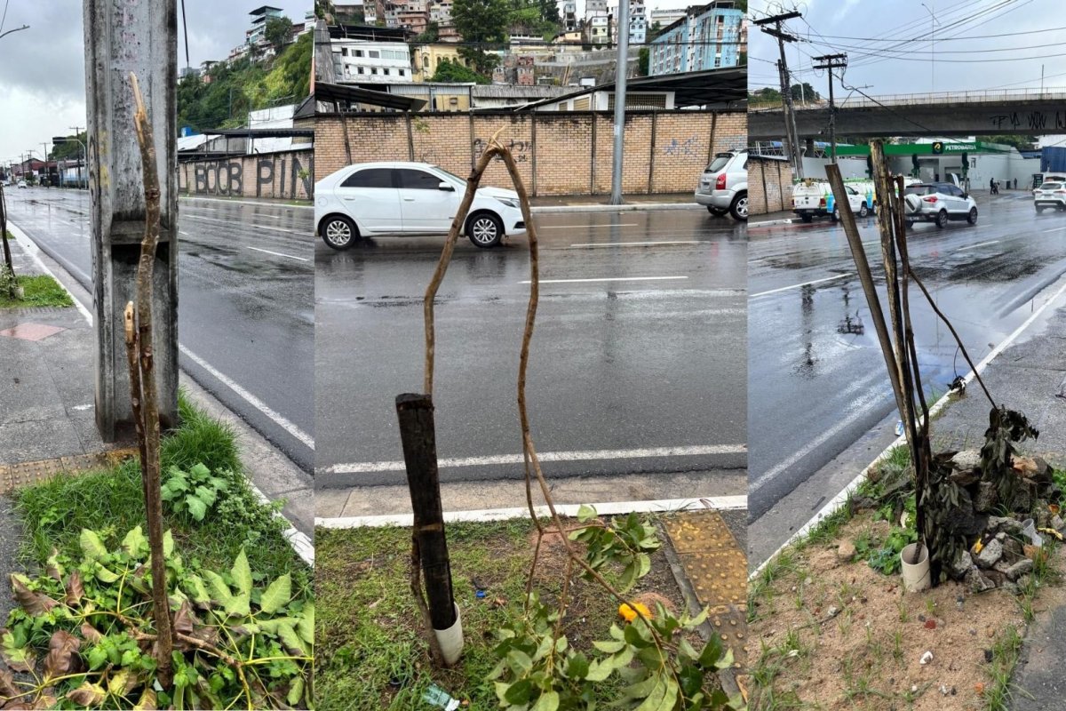 Casos de vandalismos contra mudas aumenta em Salvador e prefeitura faz apelo à população