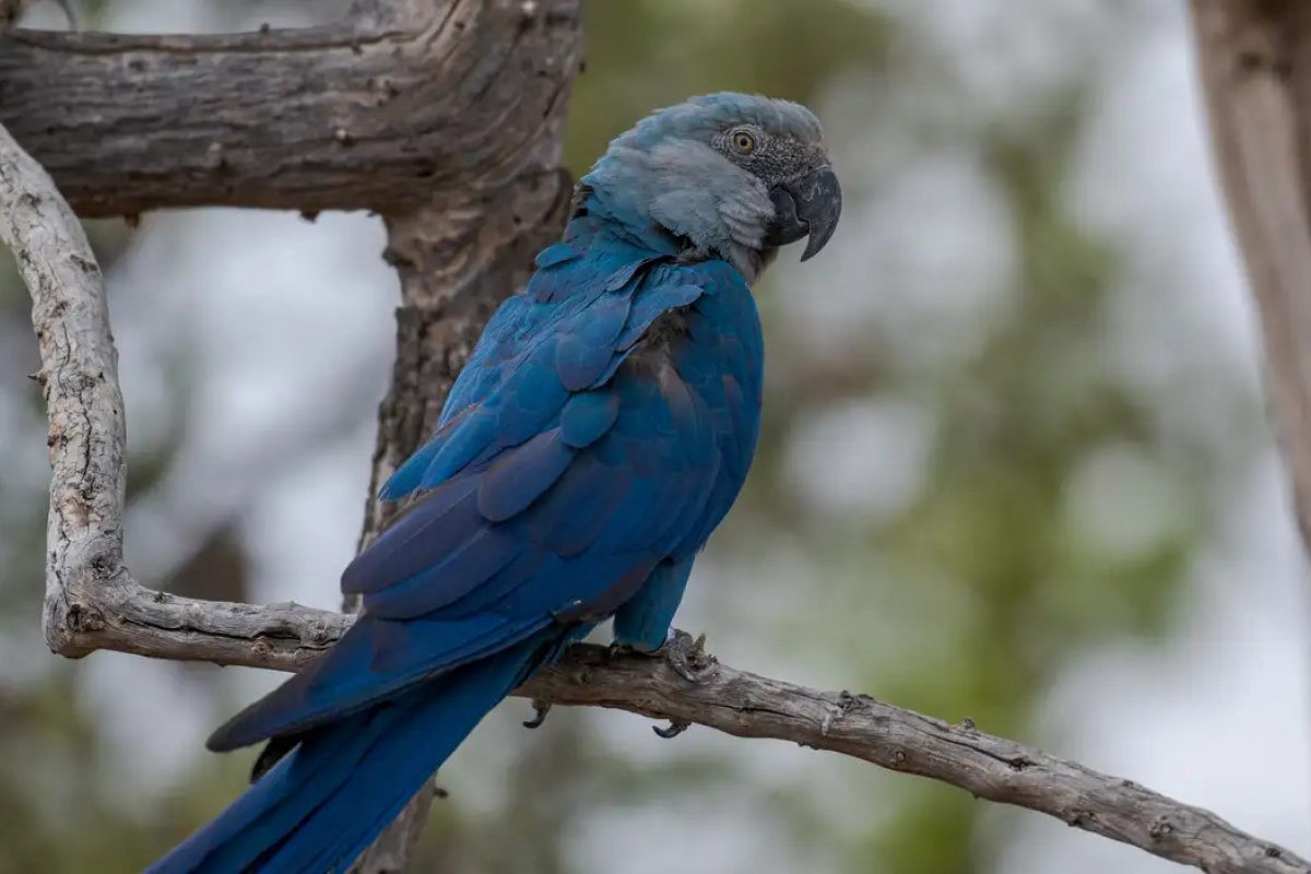 ICMBio afirma que outras ararinhas-azuis de criadouro na Bahia testaram positivo para vírus