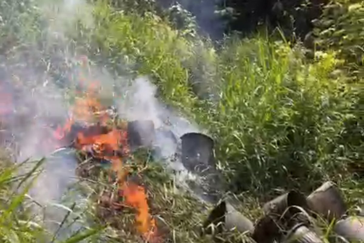 Vídeo: plantação com 160 pés de maconha é erradicada pela PM na zona rural de Itacaré