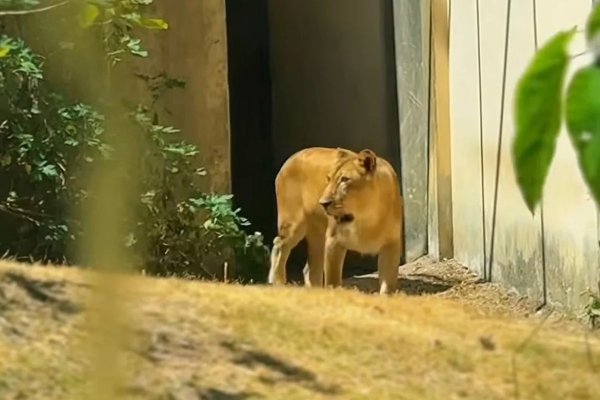 [Leoa que matou jovem em zoológico na Paraíba retorna à jaula após recuperação]