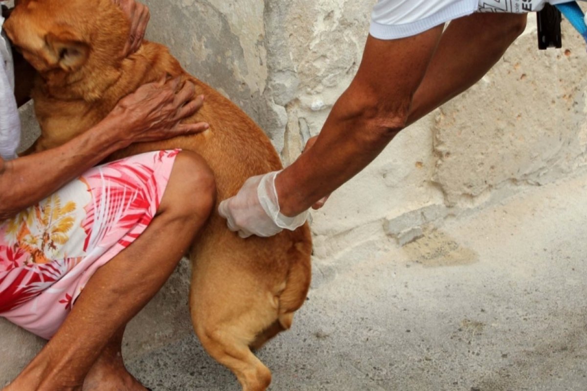 Laboratório Central descarta raiva em cachorro de Salvador após nova análise