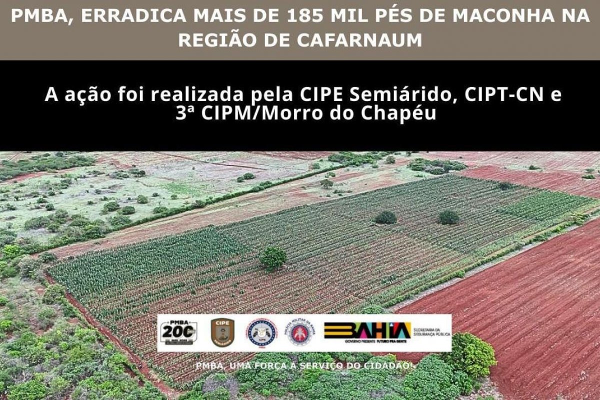 Plantio de maconha de 3 hectares é destruído pela PM em Cafarnaum
