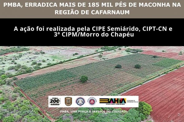 [Plantio de maconha de 3 hectares é destruído pela PM em Cafarnaum]
