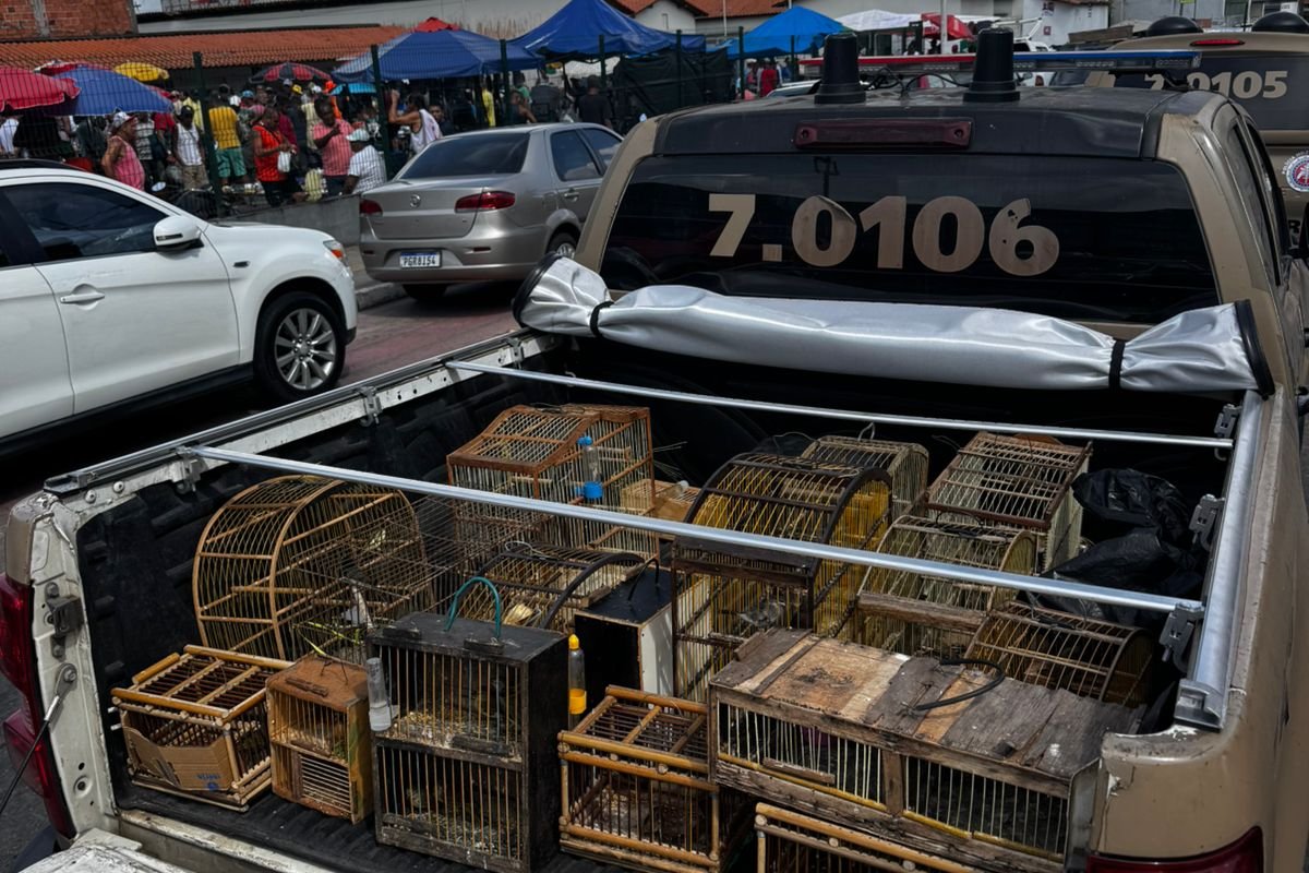 Aves silvestres são apreendidas pela PM em Simões Filho