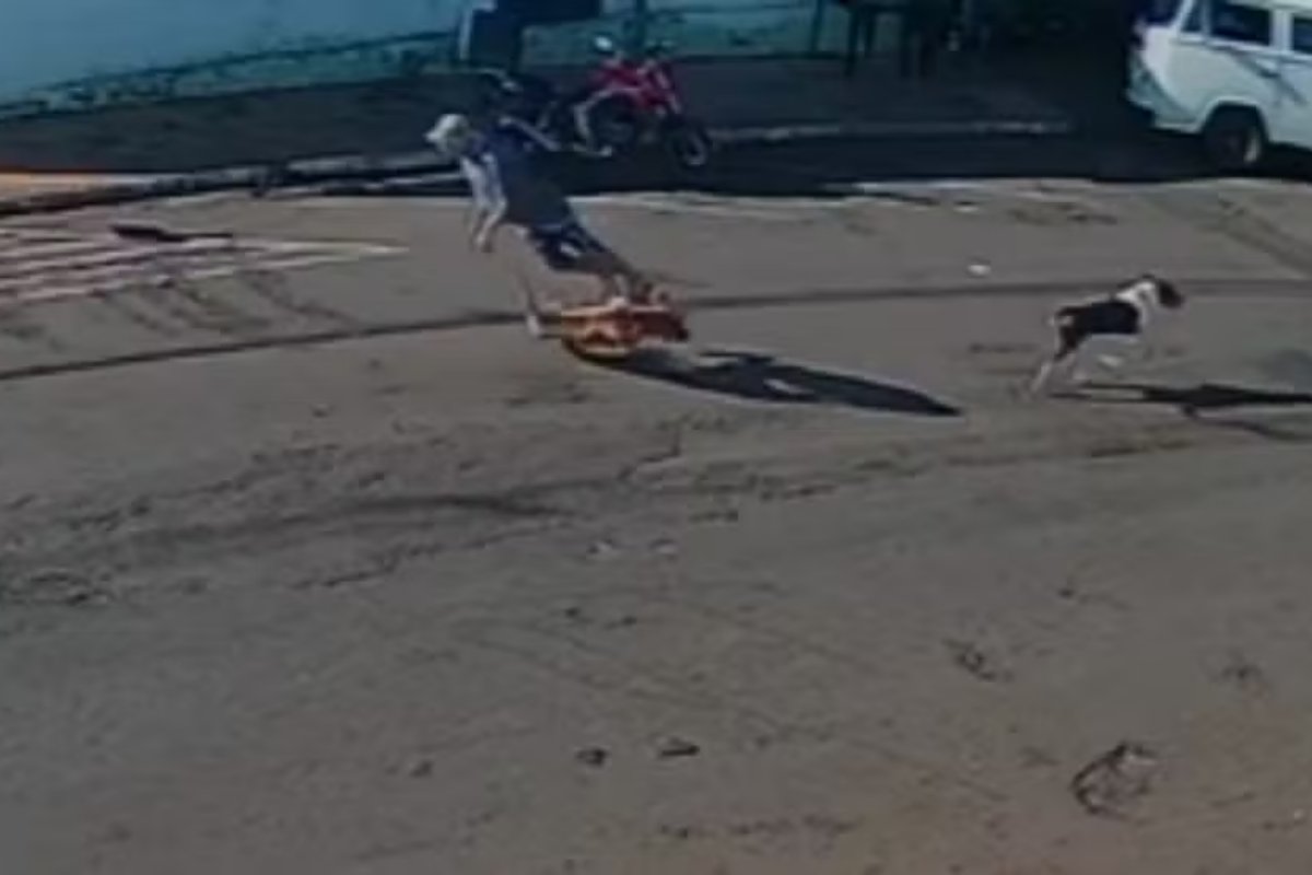 Vídeo: idoso morre após ser 'atropelado' por cachorro que corria na rua em SP