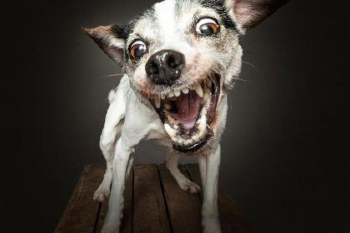 Especialista destaca principais medidas para prevenção da raiva em animais!