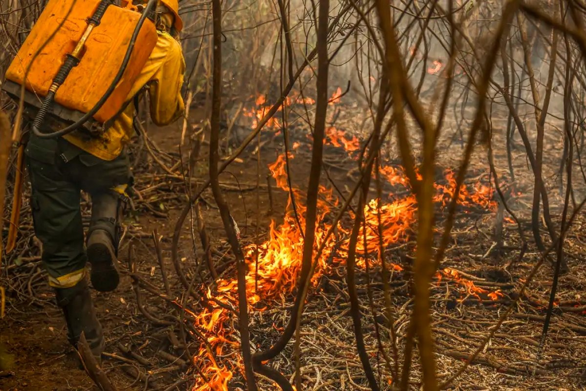 Governo lança painel inédito para rastrear gastos ambientais