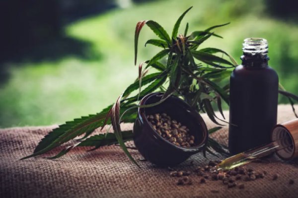 [Anvisa avalia Cannabis medicinal dermatológica e importação da planta]