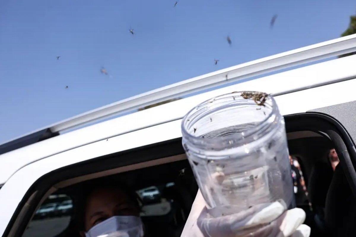 Ministério da Saúde libera mosquitos estéreis para frear reprodução do Aedes