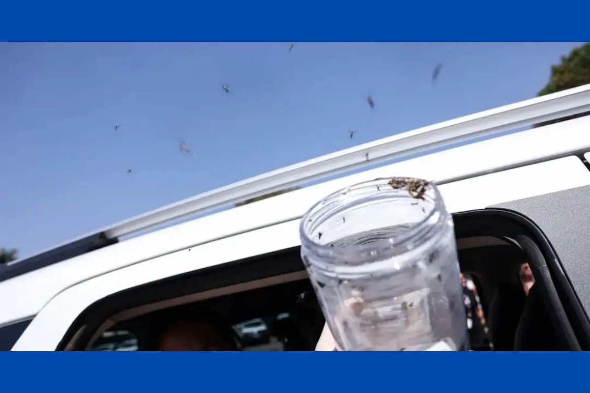 Ministério da Saúde libera mosquitos estéreis para reduzir reprodução do Aedes aegypti no Pernambuco