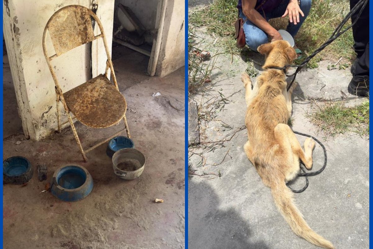 Vídeo: mulher é presa por maus-tratos após Polícia Civil identificar cão em situação degradante em Feira de Santana