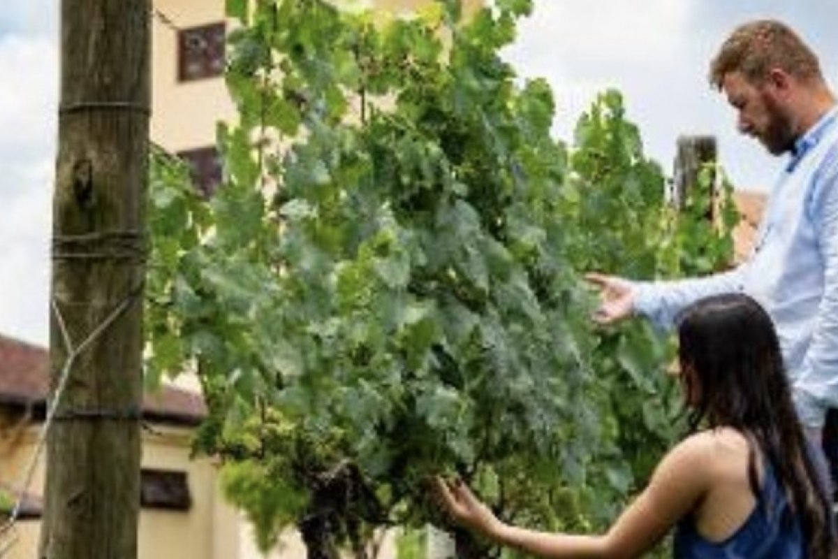 Vinícola Miolo inaugura novo Complexo Enoturístico!