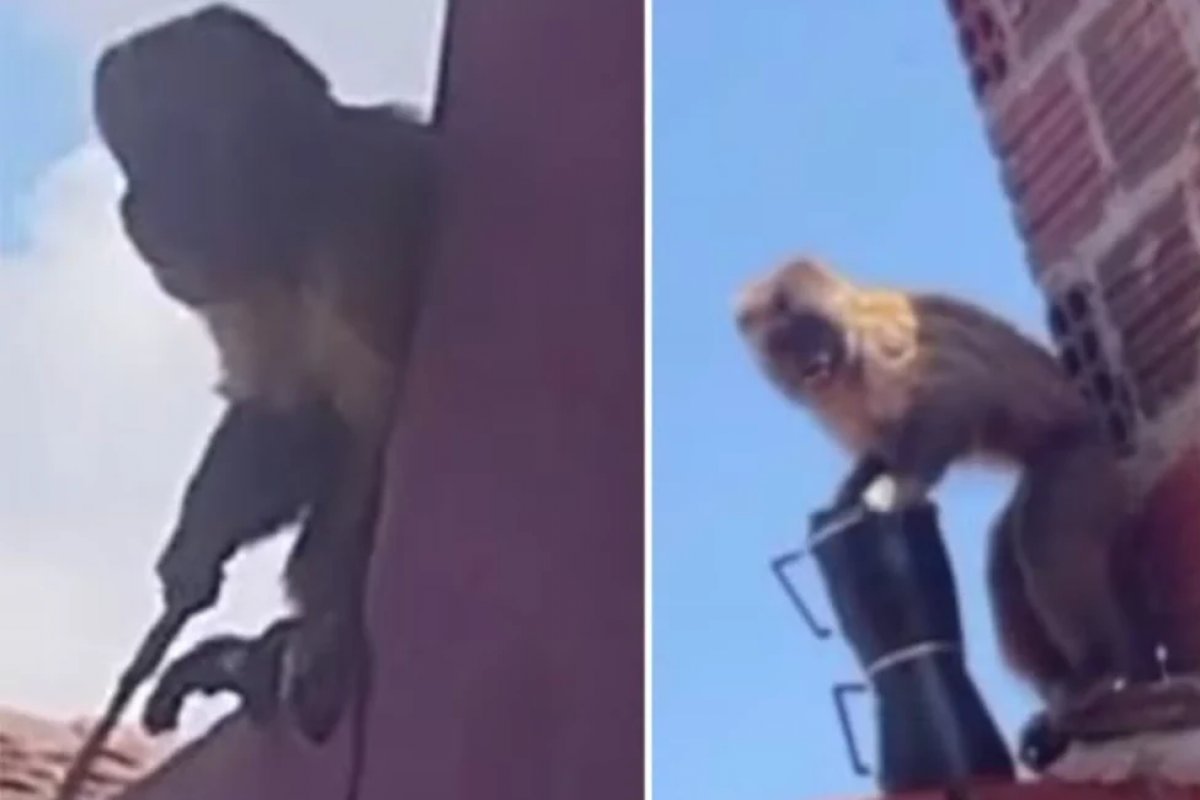 Vídeo: macaco-prego é capturado após furtar cafeteira e aparecer 'armado' com faca no RN 