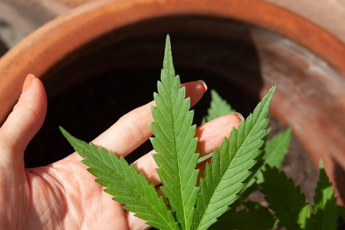 Consumo de Cannabis entre meninas triplica em 10 anos e chega a 7,9%, diz Unifesp