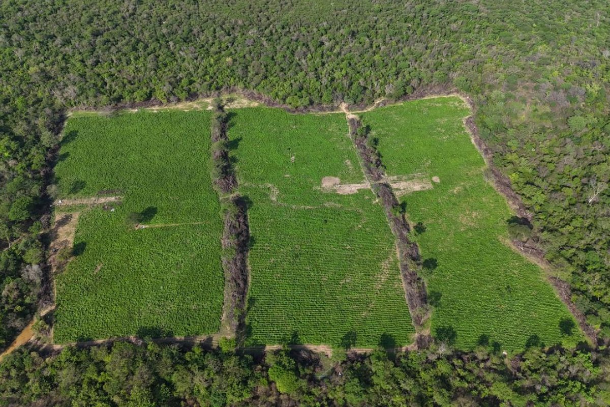 Mais de 4 toneladas de maconha do tipo skunk são apreendidas em Xique-Xique, no oeste da Bahia