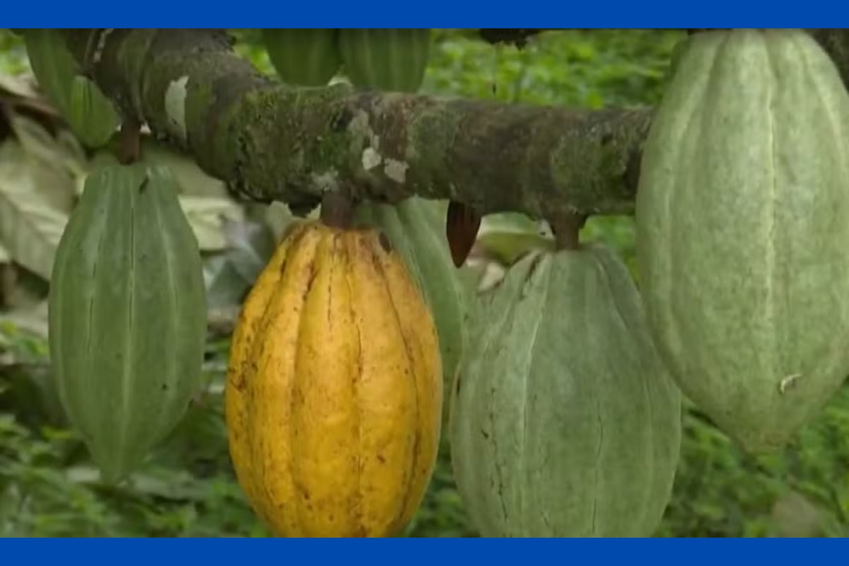 Lula sanciona lei que reconhece Ilhéus como capital nacional da rota do cacau e do chocolate