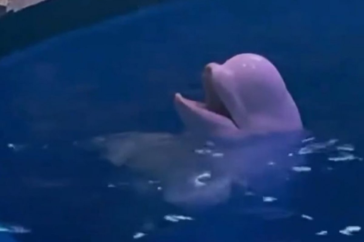 Vídeo: baleia beluga esguicha água em homem que estava fumando cigarro em área proibida