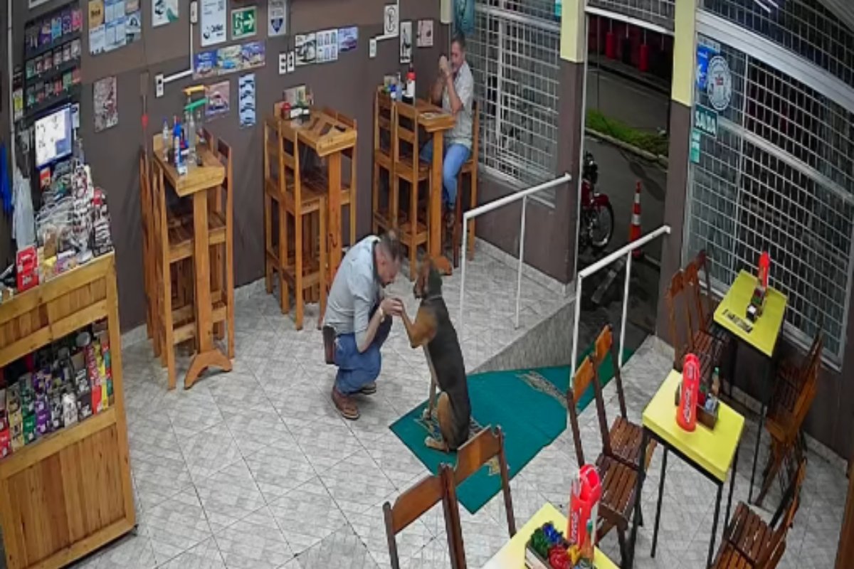 Vídeo: Cachorro vira sensação ao entrar em lanchonete e pedir abraço em cidade de Minas Gerais