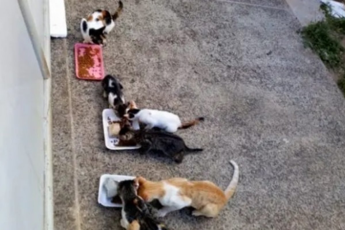 Mais de 20 gatos processam construtora e pedem indenização de R$ 230 mil