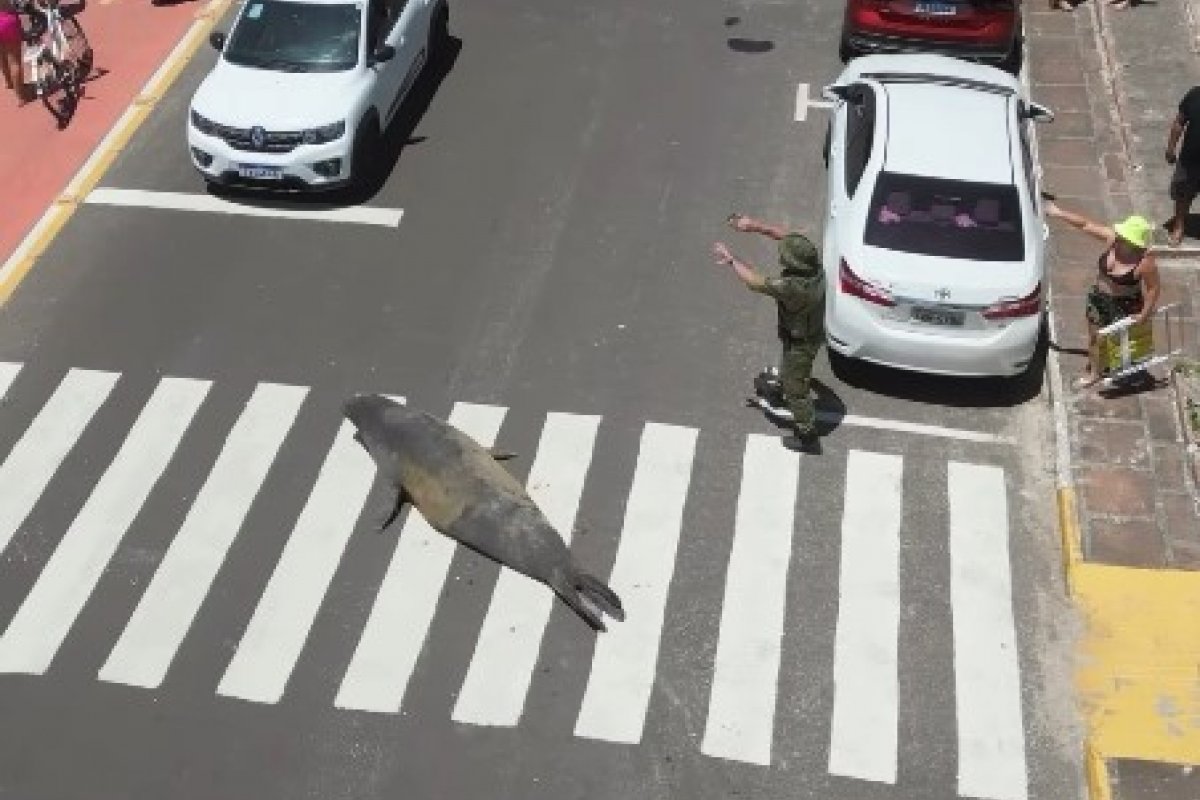 Vídeo: Leão-marinho é visto atravessando a rua no litoral do Rio Grande do Sul