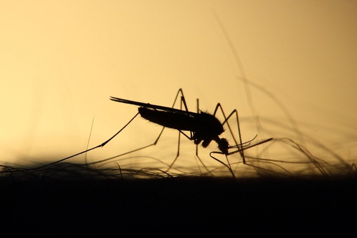 Cerca de 65 pessoas são infectadas por doenças do Aedes aegypti por dia na Bahia