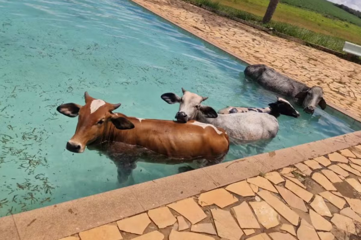 Vídeo: quatro vacas são resgatadas após caírem em piscina de clube no sul de MG