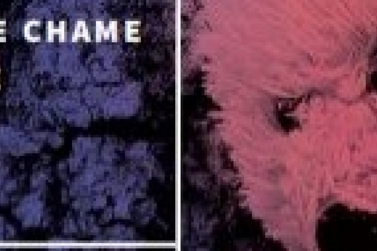 Especialista em Saúde Mental escreve romance que fala sobre as diferentes formas de abandono! 