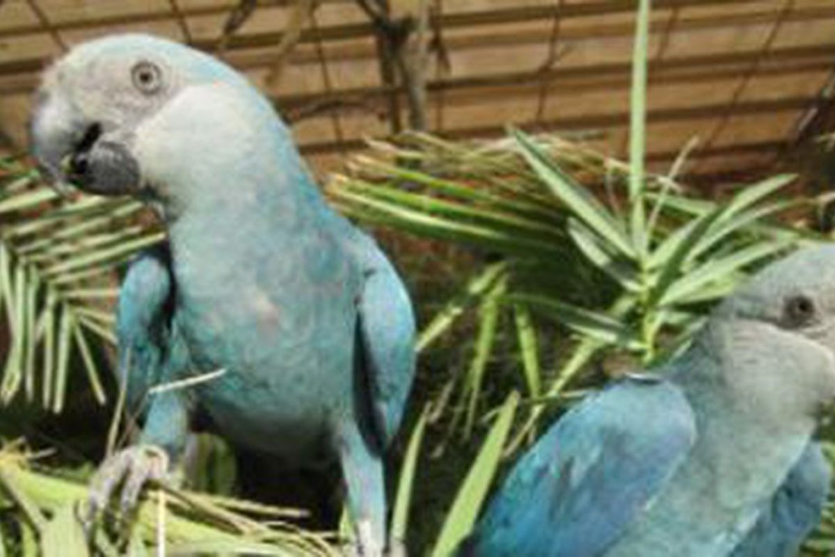 Ameaçadas de extinção, ararinhas-azuis chegam ao Brasil nesta terça (3)