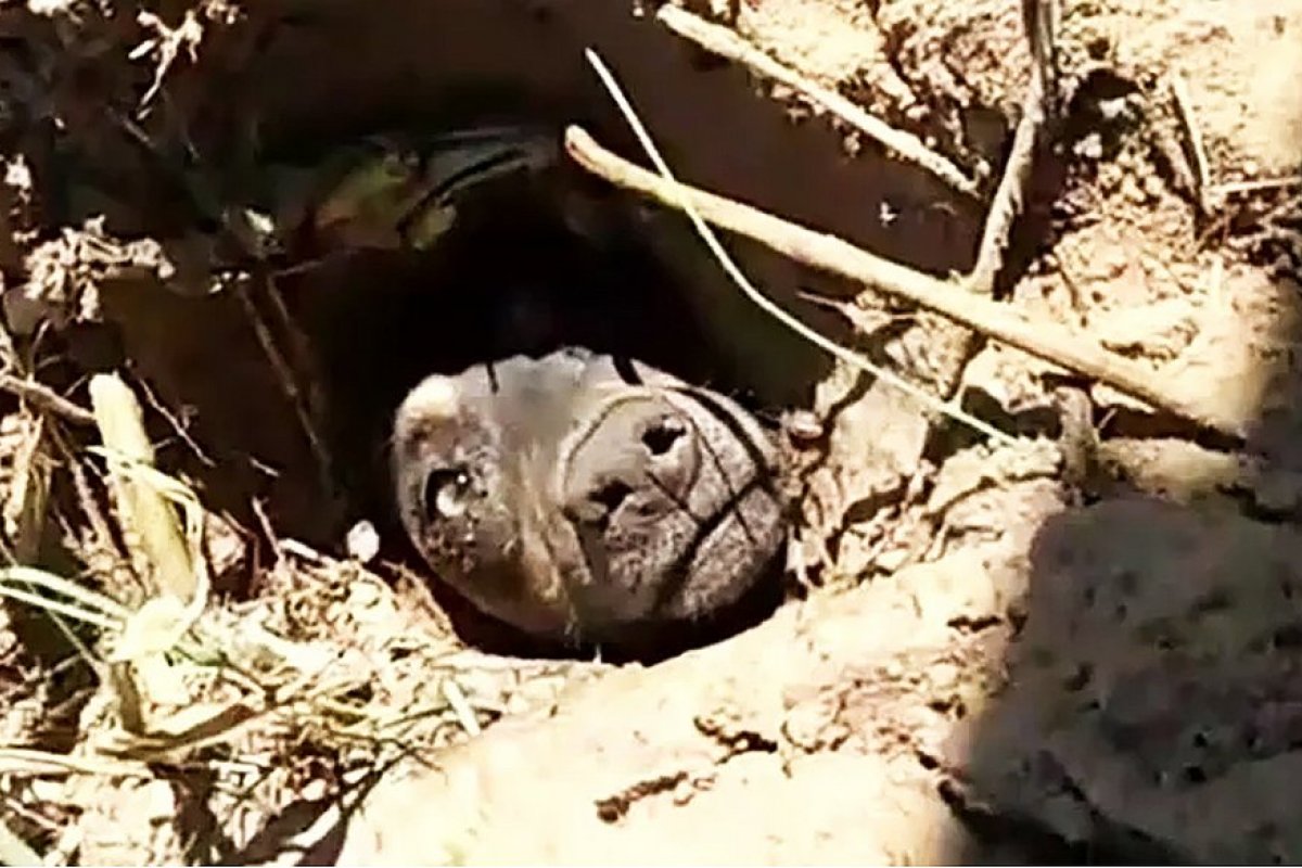 Cão é encontrado enterrado vivo em Santa Catarina