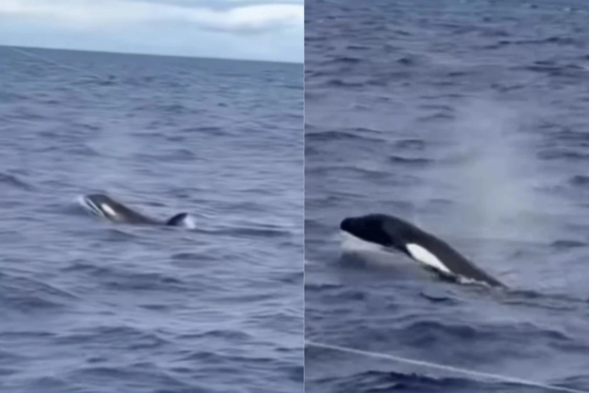 Vídeo: grupo de orcas é avistado no litoral de Ilhéus, sul da Bahia