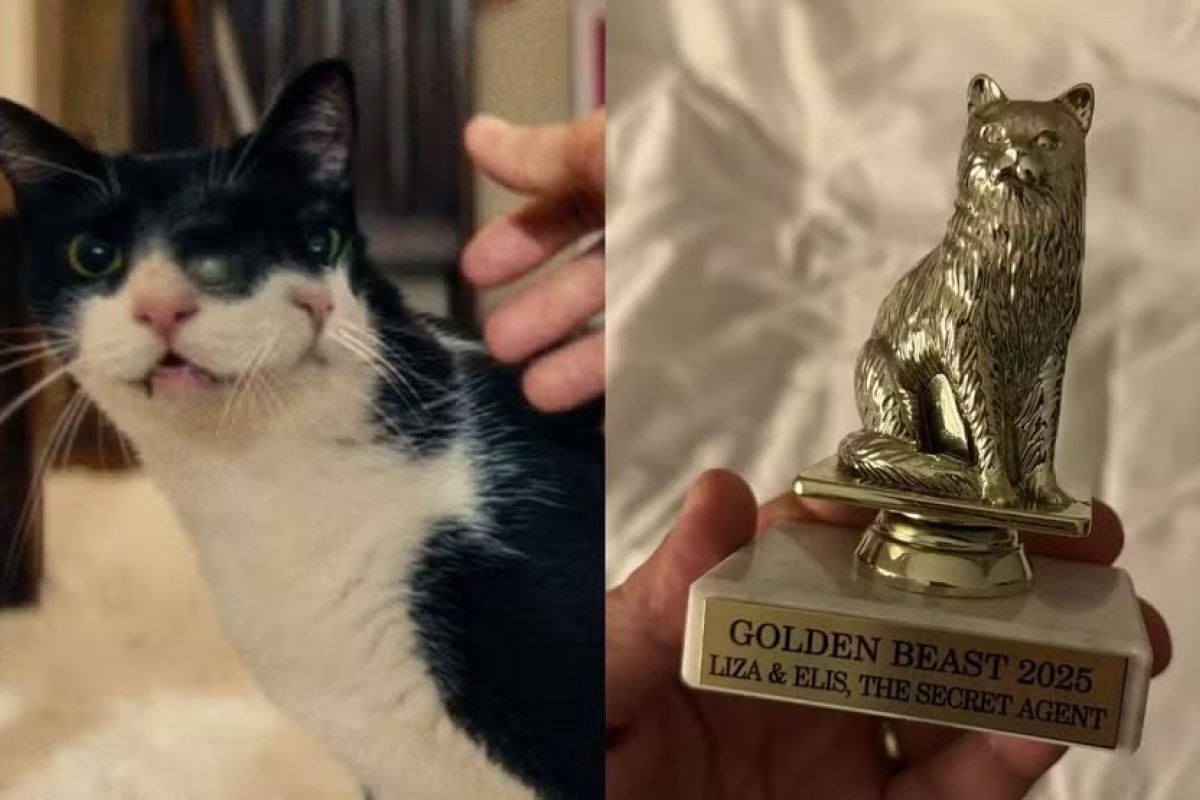 Gata do filme 'O Agente Secreto' ganha prêmio 'Golden Beast' em festival de cinema nos EUA