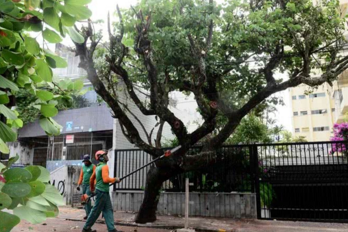 Prefeitura de Salvador prorroga contrato com empresa de jardinagem e valor ultrapassa R$12 milhões 