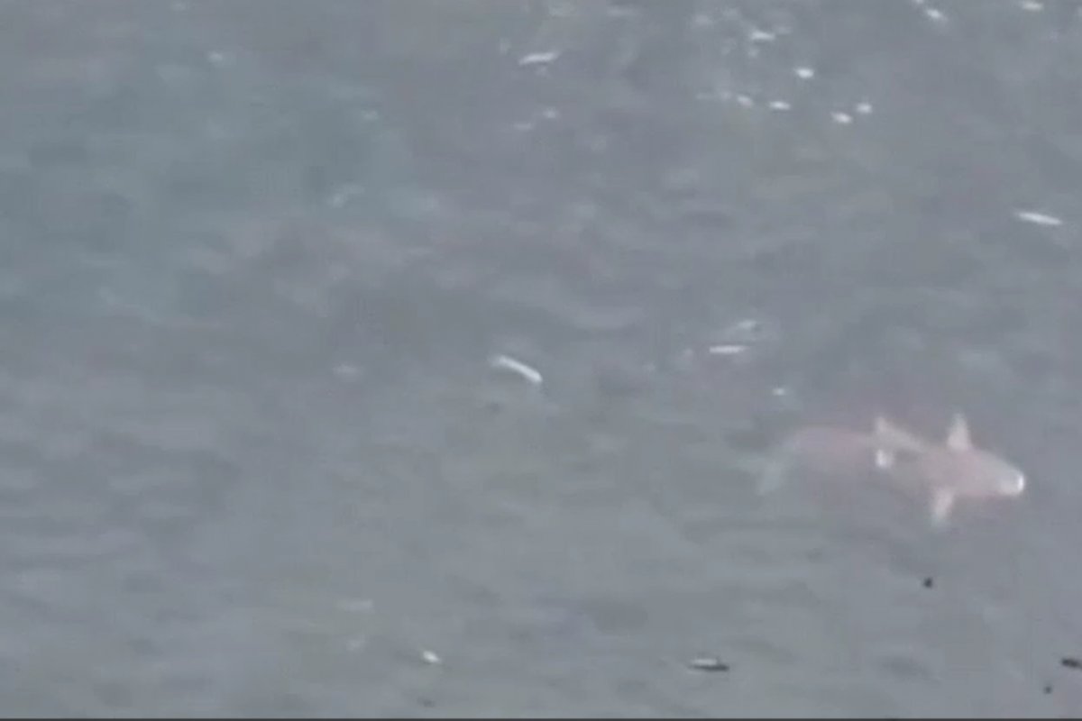 Dois tubarões são filmados em Vera Cruz, na Bahia 