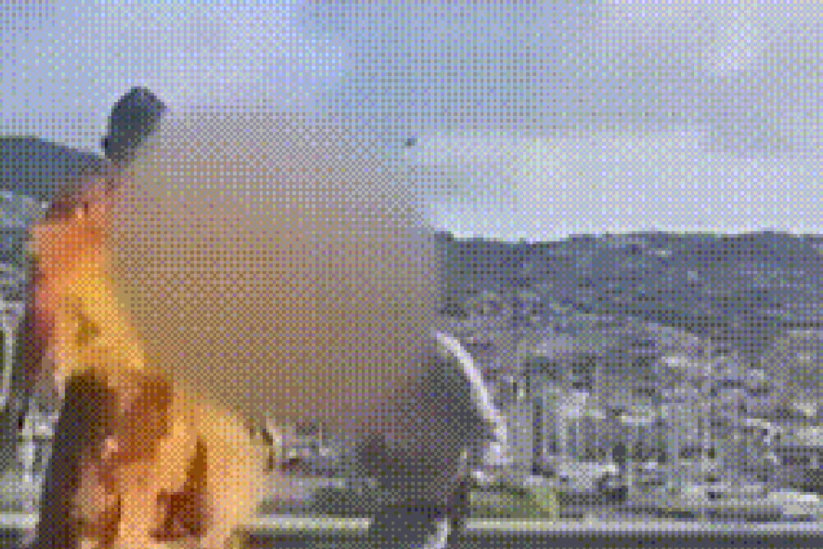 Vídeo: estátua de Cristiano Ronaldo é incendiada na entrada de museu em Portugal 