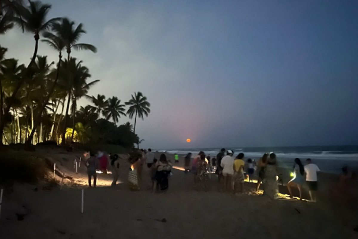 Alerta em Busca Vida: descuido e curiosidade durante desova das tartarugas podem custar milhares de vidas!