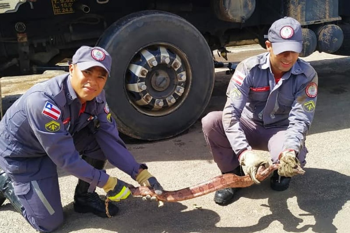 Cobra é resgatada dentro de um caminhão no oste da Bahia