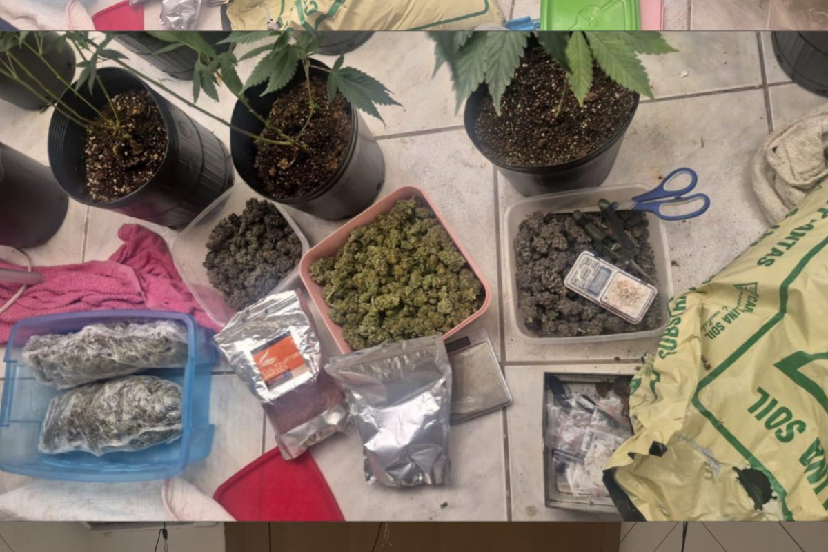 Homem é preso após polícia encontrar estufa de maconha em imóvel no bairro da Lapinha, em Salvador
