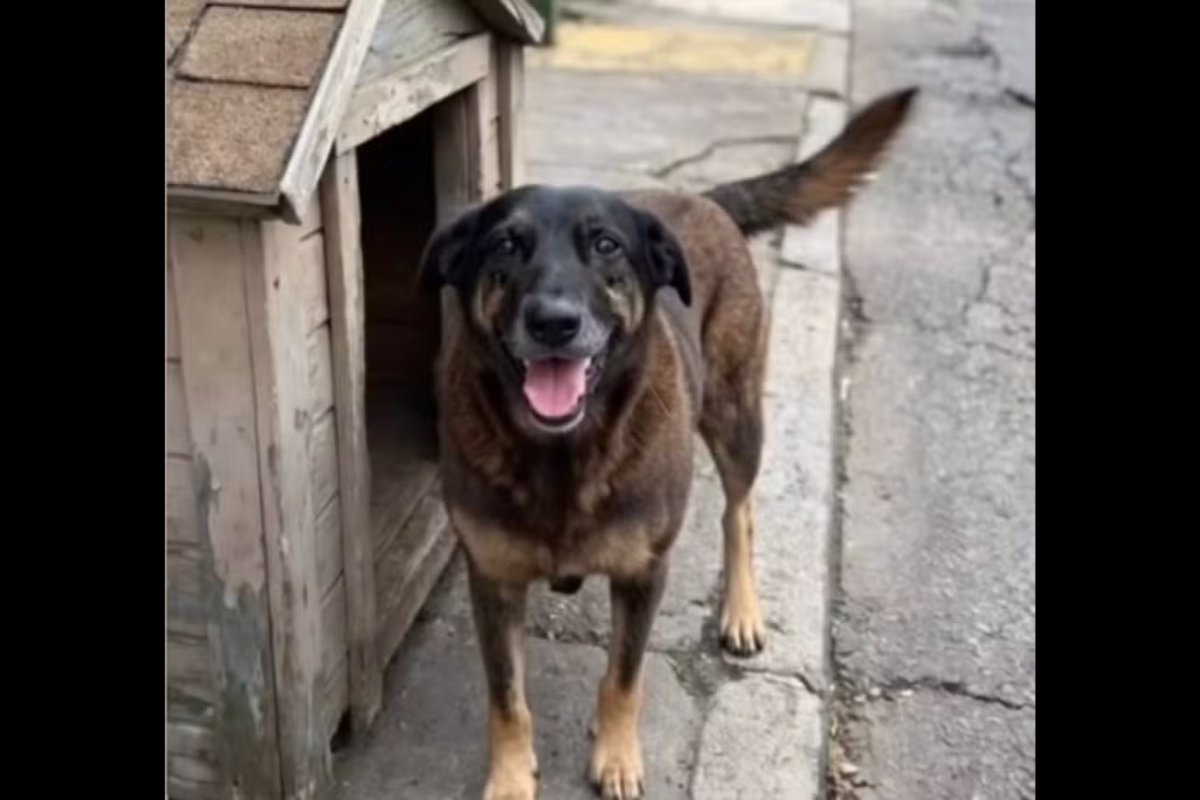 Adolescentes são alvos de investigação da Polícia Civil sobre morte de cão comunitário em Santa Catarina