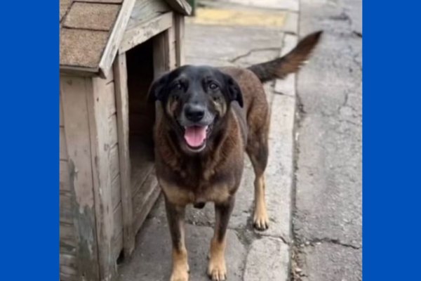 [Caso cão Orelha: entenda o que lei prevê em caso de maus-tratos contra animais ]