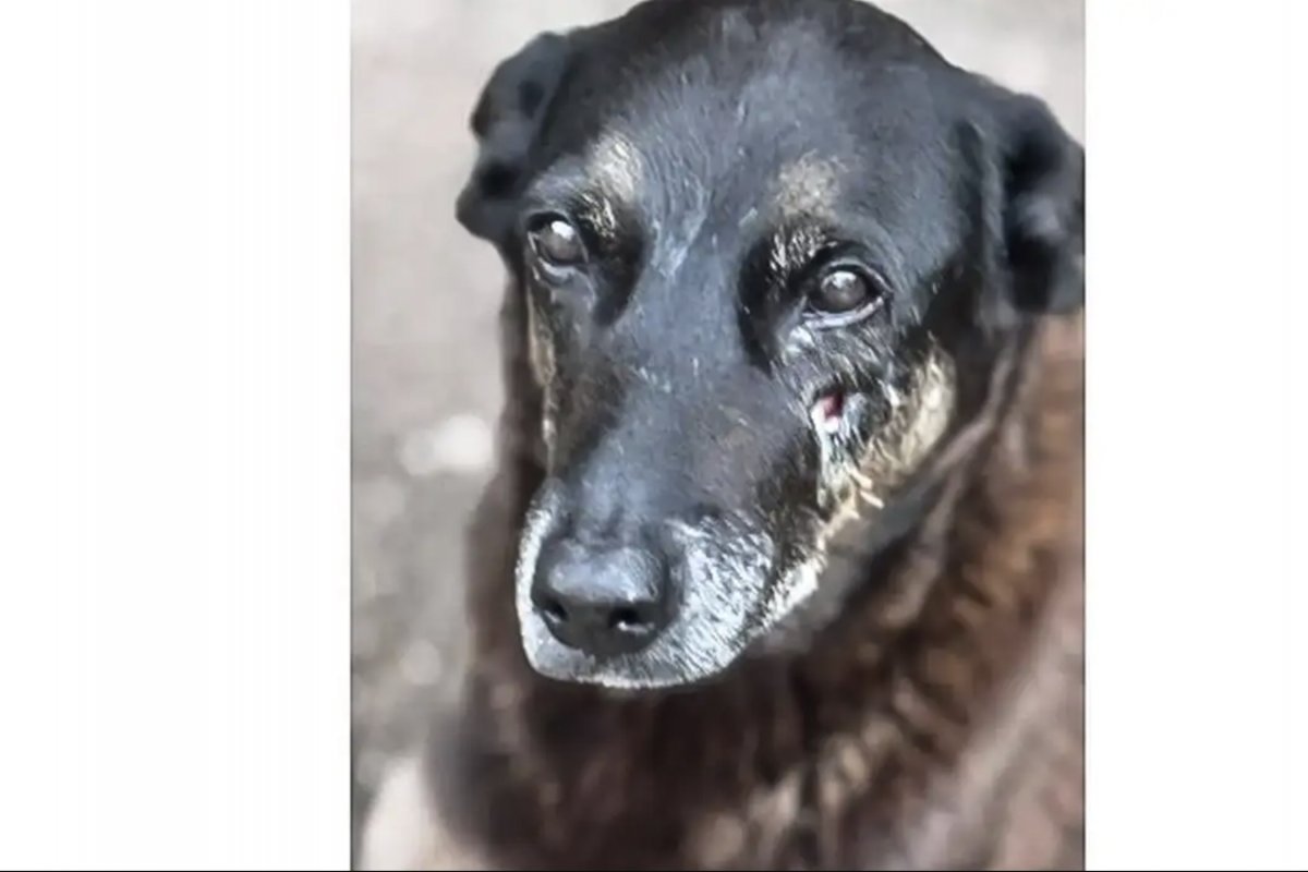 Caso Orelha: o que se sabe até agora sobre a morte do cão em Santa Catarina