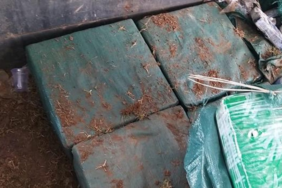 Cão encontra meia tonelada de cocaína em caminhão na Bahia