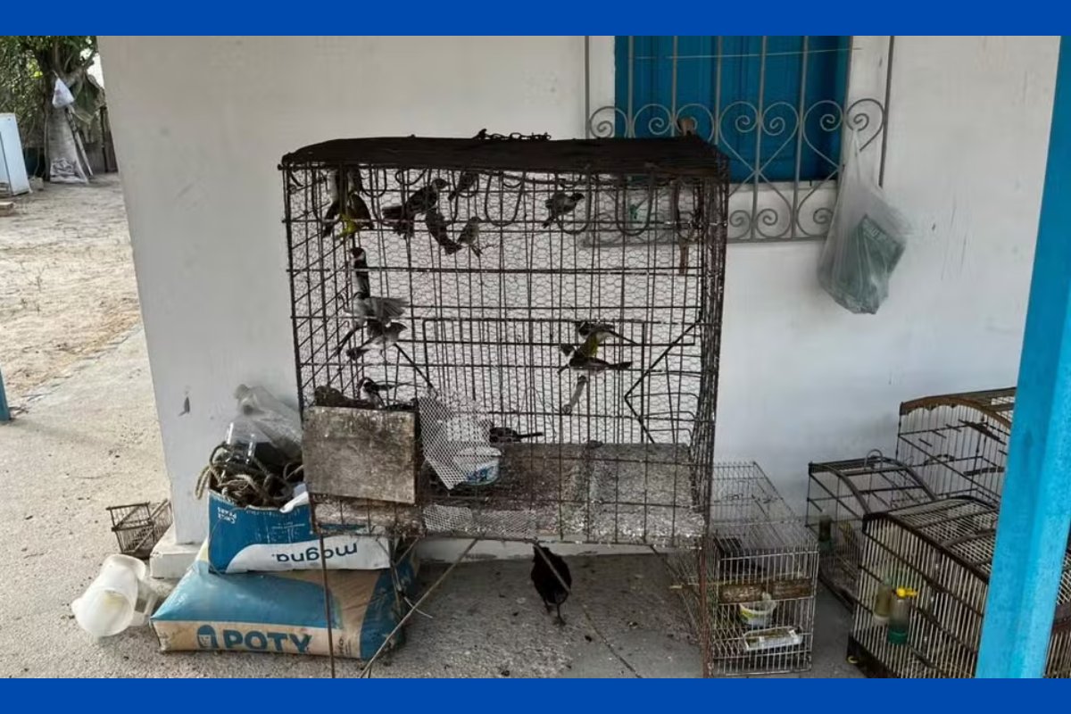 Homem apontado como líder da maior rede de tráfico de aves do Brasil e seis comparsas são condenados na Bahia