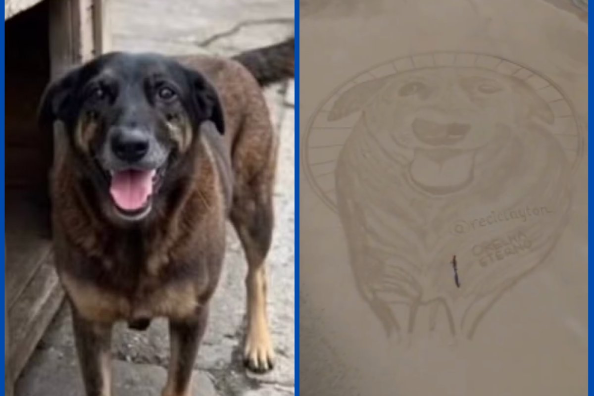 Vídeo: cão Orelha é homenageado com arte em praia de Santa Catarina 