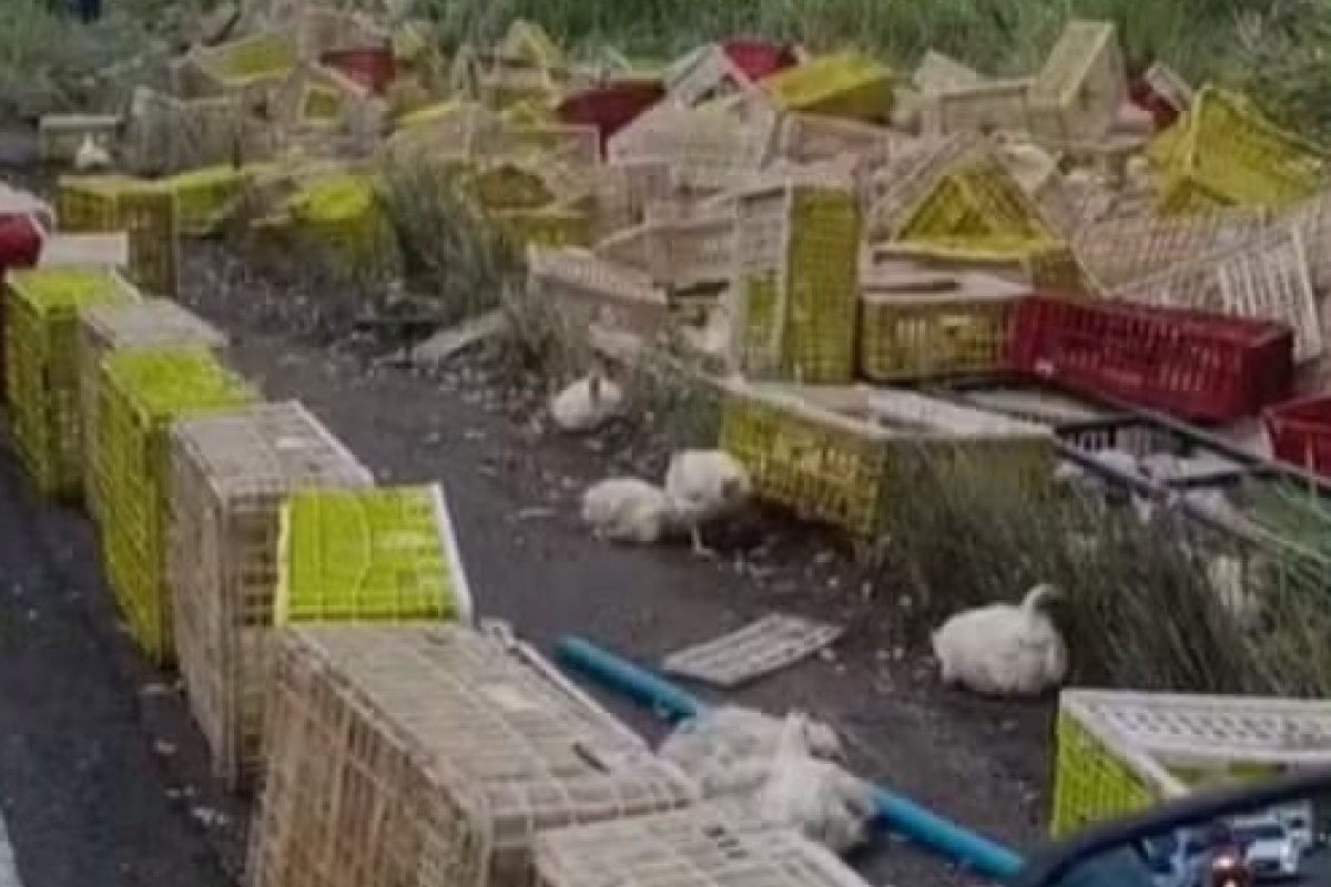 Motorista de caminhão morre após veículo tombar na BR-101