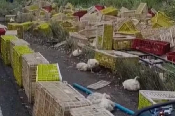 [Motorista de caminhão morre após veículo tombar na BR-101]