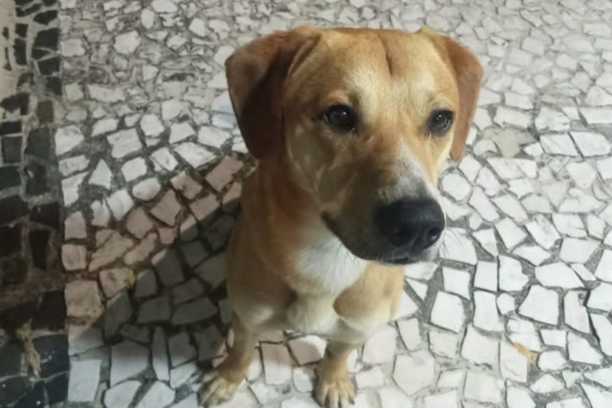 Caso Cão Orelha: polícia descarta que adolescentes envolvidos tenham tentado afogar cão Caramelo